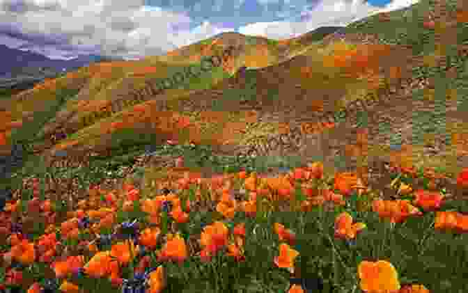 A Field Of Blooming California Poppies With Snow Capped Mountains In The Distance The California Poppies Classic Haiku