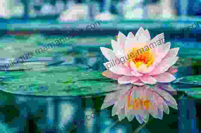 A Lotus Flower Blossoming In A Muddy Pond, Symbolizing Finding Inner Strength 365 Haiku: A Collection Of Motivational Haiku Poetry