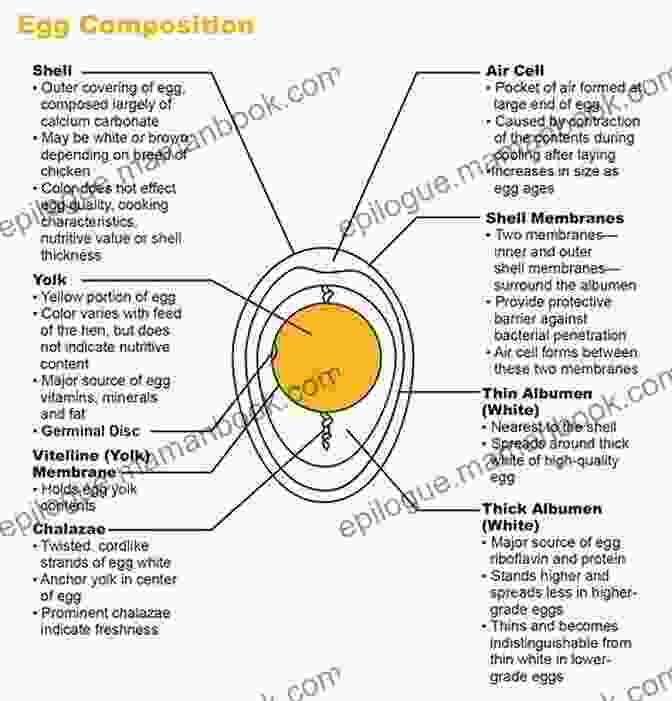Diagram Of A Healthy Egg Awakening The Seed: The New Simplified PROVEN Path To Perfect Egg Quality Optimal Fertility And Healthy Babies